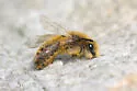 Blueberry Cellophane Bee