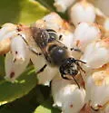 Blueberry Cellophane Bee - photo 2