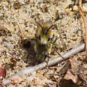 Blueberry Cellophane Bee - photo 3
