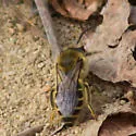 Blueberry Cellophane Bee - photo 4