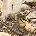 Blueberry Cellophane Bee - photo 5