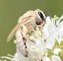 Wilmatte's Cellophane Bee