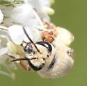 Wilmatte's Cellophane Bee - photo 2