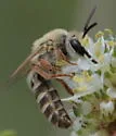 Wilmatte's Cellophane Bee - photo 5