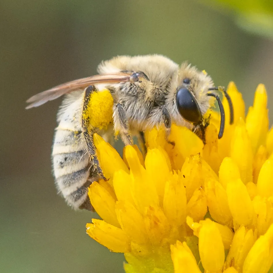 Cellophane, Plasterer, Masked, and Allied Bees - Colletidae