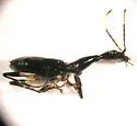 Colliuris caymanensis - Colliuris caymanensis