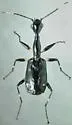 Colliuris caymanensis - photo 2