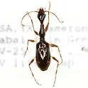 Colliuris caymanensis - photo 3