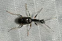 Colliuris caymanensis - photo 4