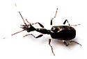 Colliuris caymanensis - photo 5