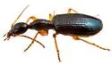Colliuris lengi