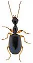 Colliuris lengi - photo 2
