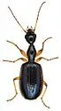 Colliuris lengi - photo 3