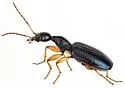 Colliuris lengi - photo 4