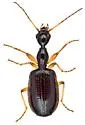 Colliuris lengi - photo 5