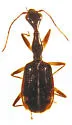 Colliuris lioptera