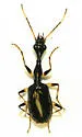 Colliuris lioptera - photo 2