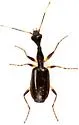 Colliuris lioptera - photo 3