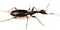 Colliuris lioptera - photo 4