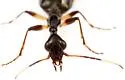Colliuris lioptera - photo 5