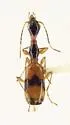 Colliuris ludoviciana