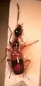 Colliuris ludoviciana - photo 2
