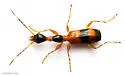 Colliuris ludoviciana - photo 3