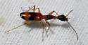 Colliuris ludoviciana - photo 4