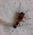 Colliuris ludoviciana - photo 5
