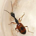Colliuris pensylvanica