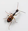 Colliuris pensylvanica - photo 2