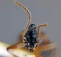 Colliuris pensylvanica - photo 3