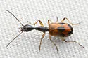Colliuris pensylvanica - photo 4