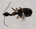 Colliuris pensylvanica - photo 5