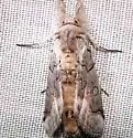 Collomena inflexa - Hodges#8982 - photo 2