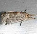 Collomena inflexa - Hodges#8982 - photo 3