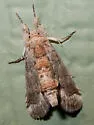 Collomena inflexa - Hodges#8982 - photo 4