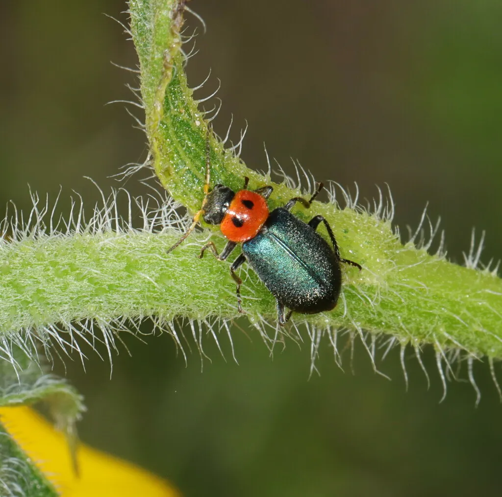 Collops bipunctatus