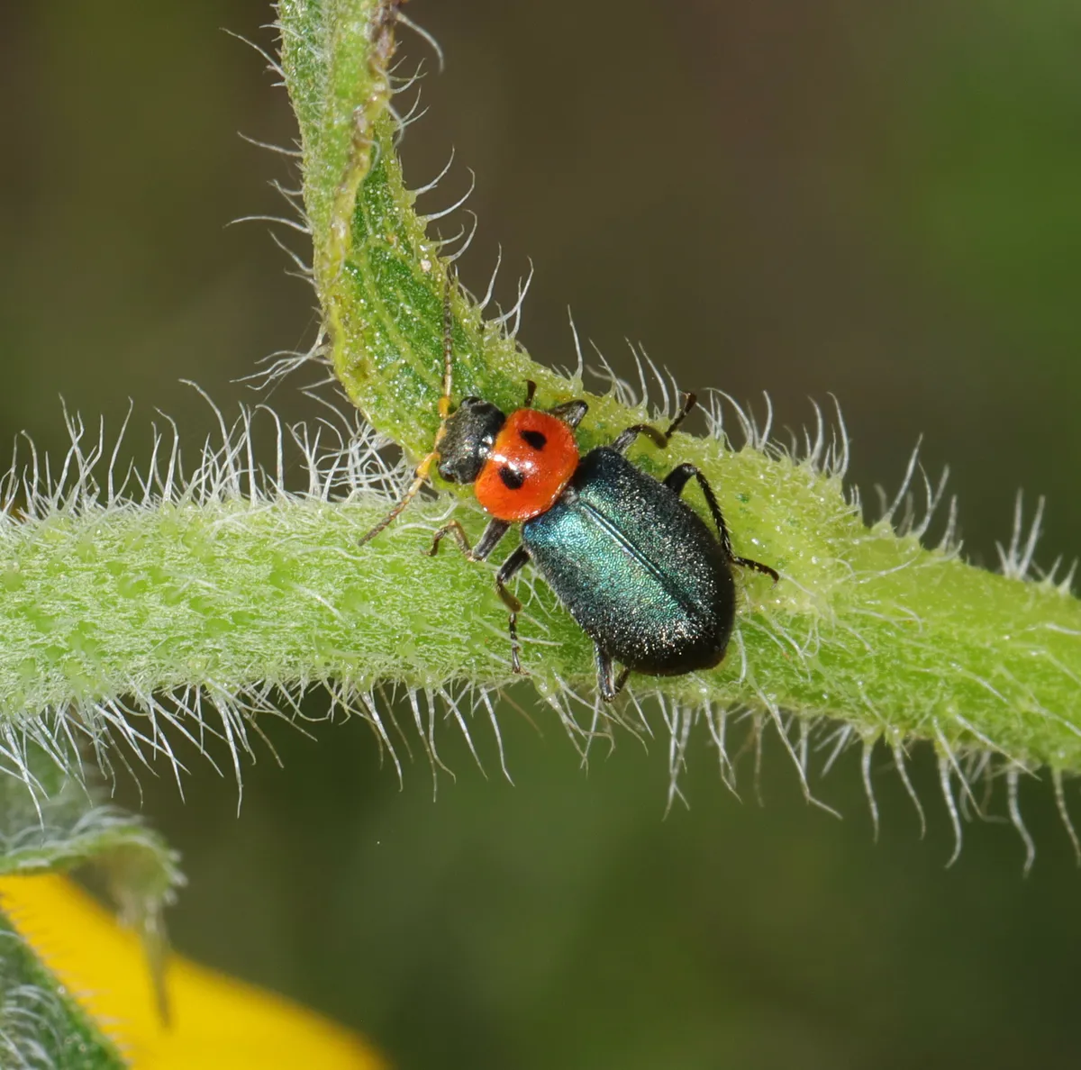 Collops bipunctatus - photo 2