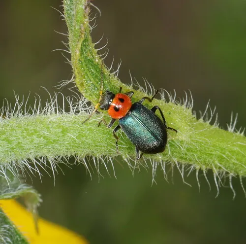 Collops bipunctatus - photo 3