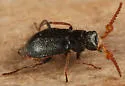 Collops cribrosus
