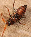Collops cribrosus - photo 2