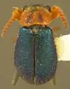 Collops cribrosus - photo 3