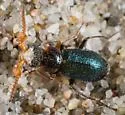 Collops cribrosus - photo 5