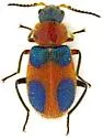 Collops femoratus