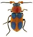 Collops femoratus - photo 2
