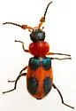 Collops femoratus - photo 3