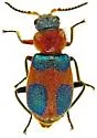 Collops femoratus - photo 4