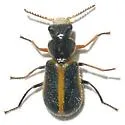 Collops flavicinctus