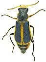 Collops flavicinctus - photo 3